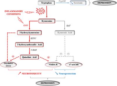 Brain Kynurenine and BH4 Pathways: Relevance to the Pathophysiology and Treatment of Inflammation-Driven Depressive Symptoms